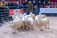 Border Cheviot Ewes-43